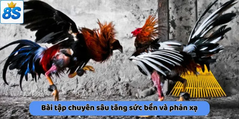 Bài tập chuyên sâu tăng sức bền và phản xạ