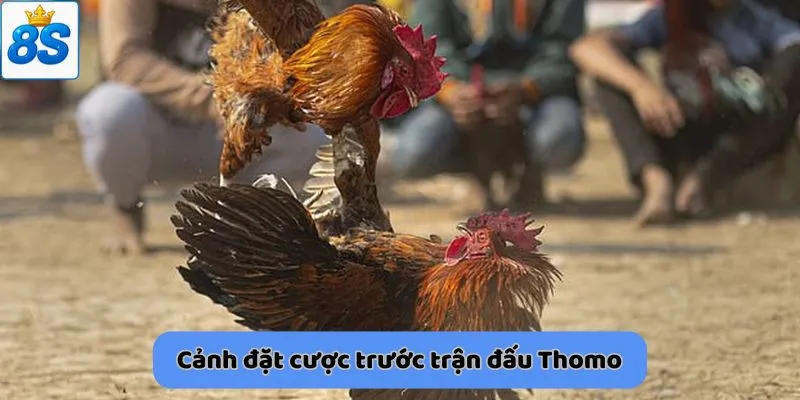 Cảnh đặt cược trước trận đấu Thomo