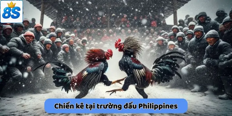 Chiến kê tại trường đấu Philippines
