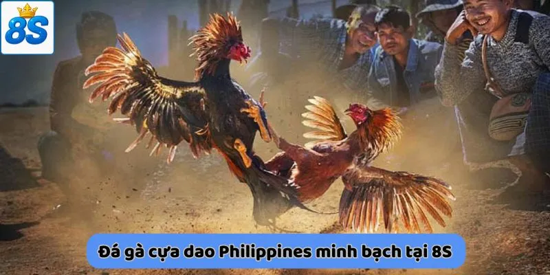 Đá gà cựa dao Philippines minh bạch tại 8S