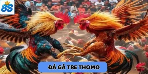 đá gà tre thomo tại 8scom