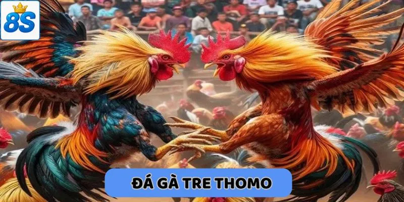 đá gà tre thomo tại 8scom