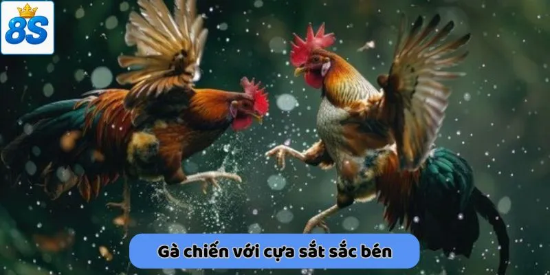 Gà chiến với cựa sắt sắc bén