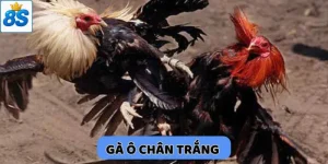 gà ô chân trắng
