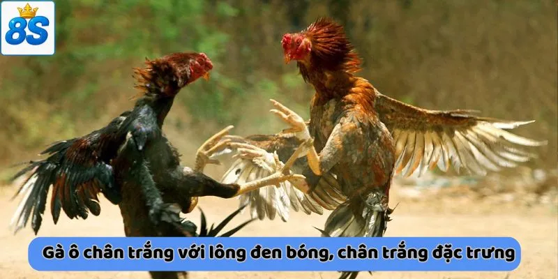 Gà ô chân trắng với lông đen bóng, chân trắng đặc trưng