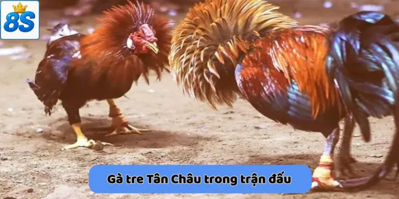 Gà tre Tân Châu trong trận đấu