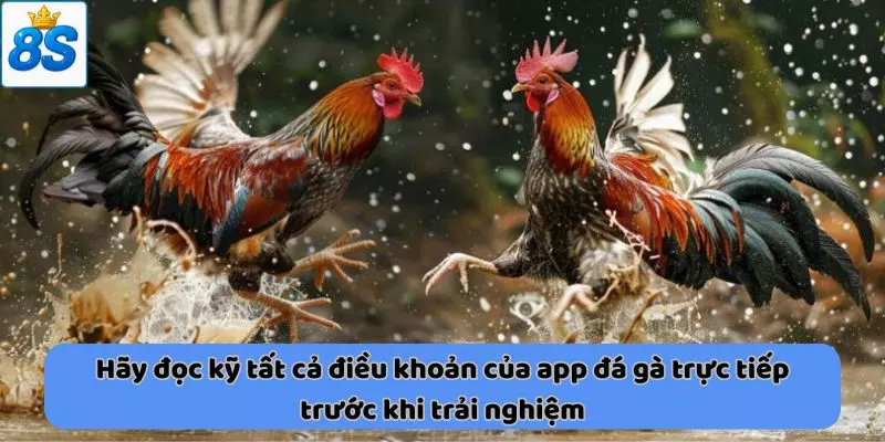  điều khoản của app đá gà trực tiếp 