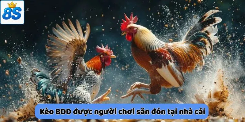 Kèo BDD được người chơi săn đón tại nhà cái