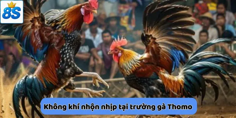 Không khí nhộn nhịp tại trường gà Thomo