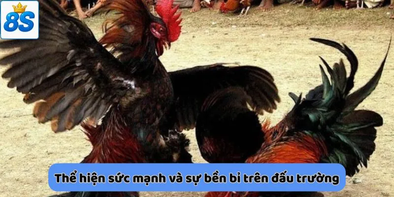 Thể hiện sức mạnh và sự bền bỉ trên đấu trường