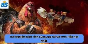 app đá gà trực tiếp tại 8scom