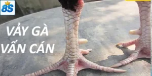 vảy gà vấn cán 8scom