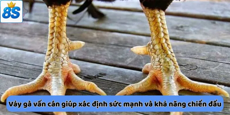 Vảy gà vấn cán giúp xác định sức mạnh và khả năng chiến đấu
