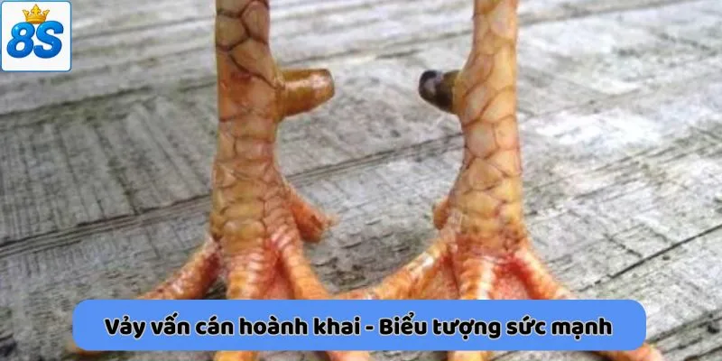 Vảy vấn cán hoành khai - Biểu tượng sức mạnh 
