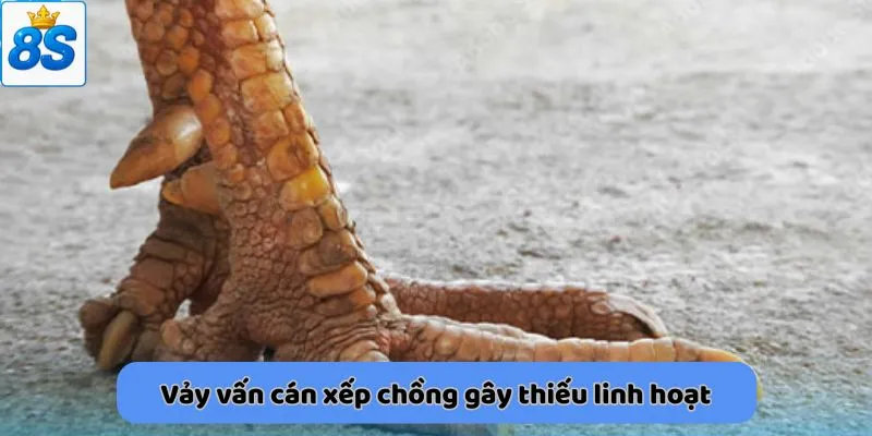 Vảy vấn cán xếp chồng gây thiếu linh hoạt